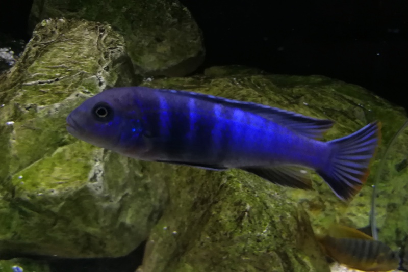 Chindongo bellicosus 'Mkondiwa Reef'